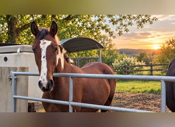 Baroque Pinto, Stallion, 1 year, 16 hh, Overo-all-colors