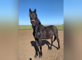 Baroque Pinto, Stallion, 1 year, Black