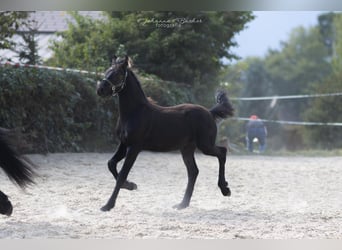 Baroque Pinto, Stallion, 1 year, Black
