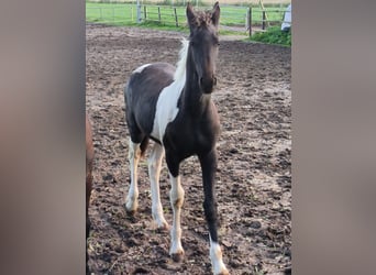 Baroque Pinto, Stallion, 1 year