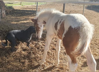 Baroque Pinto, Stallion, 1 year