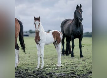 Baroque Pinto, Stallion, 1 year, Tobiano-all-colors