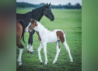 Baroque Pinto, Stallion, 1 year, Tobiano-all-colors