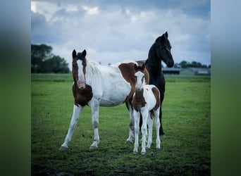 Baroque Pinto, Stallion, 1 year, Tobiano-all-colors