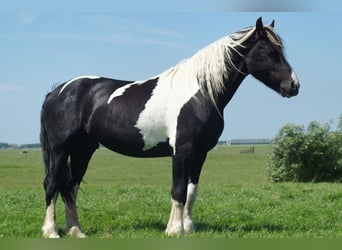 Baroque Pinto, Stallion, 2 years, 15.2 hh, Bay-Dark