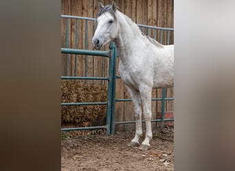 Baroque Pinto, Stallion, 2 years, 15 hh, Pinto