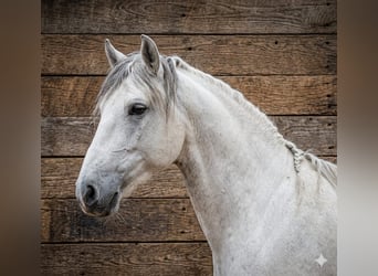 Baroque Pinto, Stallion, 2 years, 15 hh, Pinto