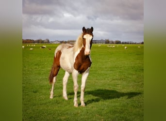 Baroque Pinto, Stallion, 2 years, 15,2 hh, Overo-all-colors
