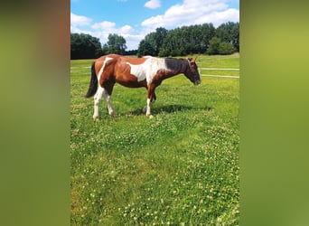 Baroque Pinto Mix, Stallion, 2 years, 16 hh, Pinto
