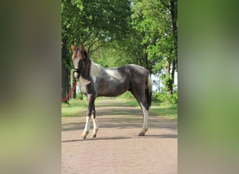 Baroque Pinto, Stallion, 2 years, 16 hh, Pinto