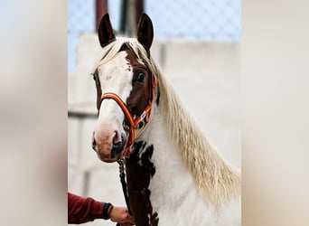 Baroque Pinto, Stallion, 2 years, 16 hh, Sabino
