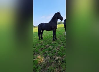 Baroque Pinto, Stallion, 2 years, Black