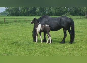 Baroque Pinto, Stallion, 2 years