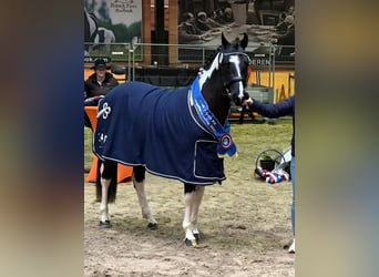 Baroque Pinto, Stallion, 3 years, 15,2 hh, Pinto