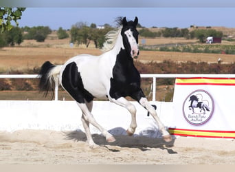 Baroque Pinto, Stallion, 3 years, 16.1 hh, Tobiano-all-colors