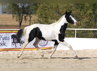 Baroque Pinto, Stallion, 3 years, 16.1 hh, Tobiano-all-colors
