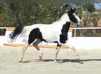 Baroque Pinto, Stallion, 3 years, 16.1 hh, Tobiano-all-colors