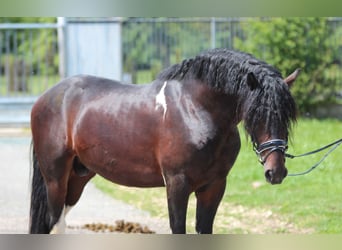 Baroque Pinto, Stallion, 3 years, 16 hh, Pinto