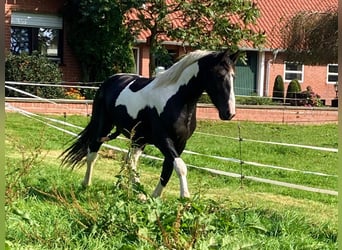 Baroque Pinto, Stallion, 3 years, Pinto