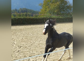 Baroque Pinto, Stallion, 4 years, 15.2 hh, Pinto
