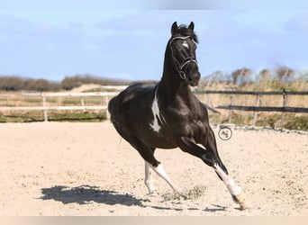 Baroque Pinto, Stallion, 4 years, 16 hh, Pinto