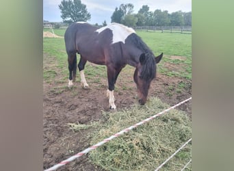 Baroque Pinto, Stallion, 4 years, 16 hh, Pinto