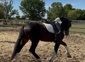 Baroque Pinto, Stallion, 4 years, 16 hh, Pinto