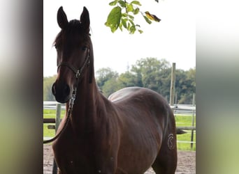 Baroque Pinto, Stallion, 4 years, Brown