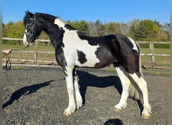 Baroque Pinto, Stallion, 5 years, 15,3 hh, Tobiano-all-colors