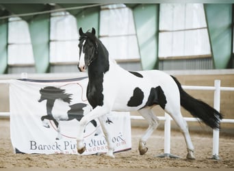 Baroque Pinto, Stallion, 6 years, 15.3 hh, Overo-all-colors