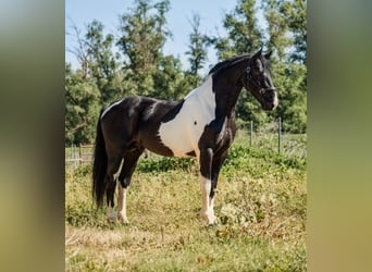 Baroque Pinto, Stallion, 8 years, 16.1 hh, Pinto