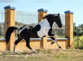 Baroque Pinto, Stallion, 8 years, 16.1 hh, Pinto