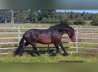 Baroque Pinto Mix, Stallion, 8 years, 16 hh, Brown