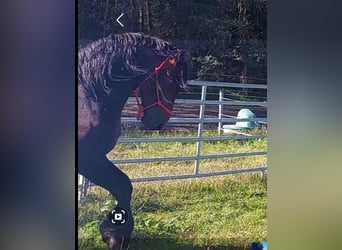 Baroque Pinto Mix, Stallion, 8 years, 16 hh, Brown