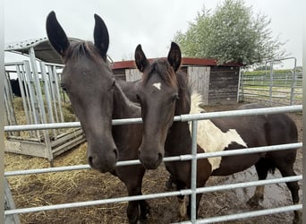 Baroque Pinto, Stallion, Foal (01/2025), 15,1 hh, Pinto