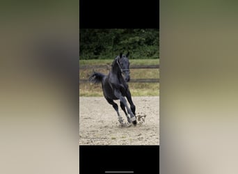 Barockpinto, Hengst, Fohlen (06/2024), 16,2 hh, Rappe