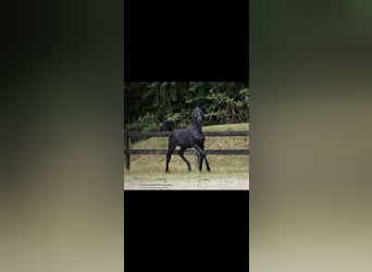 Baroque Pinto, Stallion, Foal (06/2024), 16,2 hh, Black