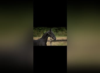 Baroque Pinto, Stallion, Foal (06/2024), 16,2 hh, Black