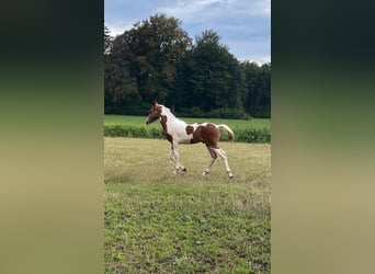 Baroque Pinto, Stallion, Foal (04/2026), 16.2 hh, Pinto