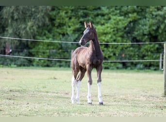 Baroque Pinto, Stallion, Foal (06/2026), 16.2 hh, Pinto