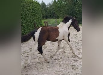 Baroque Pinto, Stallion, Foal (03/2024), 16,2 hh, Pinto