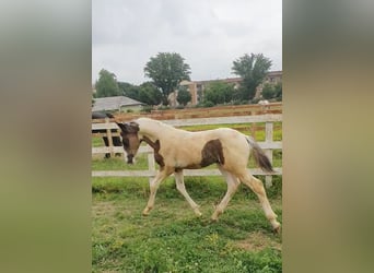 Baroque Pinto, Stallion, Foal (03/2024), 16.2 hh, Pinto