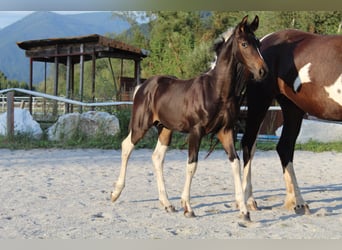 Baroque Pinto, Stallion, Foal (05/2026), 16.2 hh, Pinto