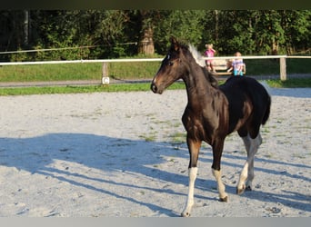 Baroque Pinto, Stallion, Foal (05/2026), 16.2 hh, Pinto