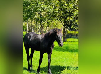Baroque Pinto, Stallion, Foal (02/2026), 16 hh, Black