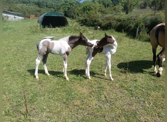 Baroque Pinto, Stallion, , 16 hh, Pinto