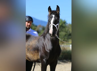 Baroque Pinto, Stallion, Foal (05/2025), 16 hh, Pinto