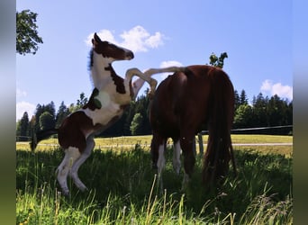 Baroque Pinto, Stallion, , 16 hh, Pinto
