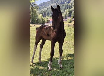 Baroque Pinto, Stallion, , 16,1 hh, Pinto