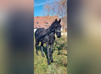 Baroque Pinto, Stallion, Foal (02/2025), 17 hh, Black